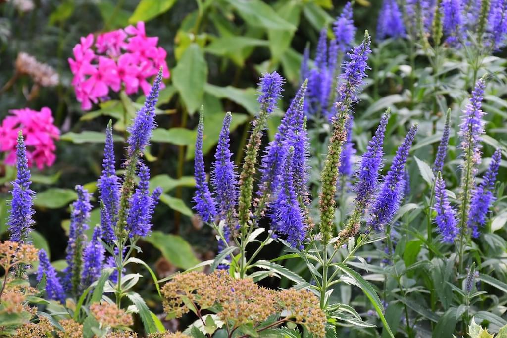 vaste-planten-tuin-hitte-hittegolf-zomer-wartme-verzorging-onderhoud-tips-garden-heat-watering-maintenance