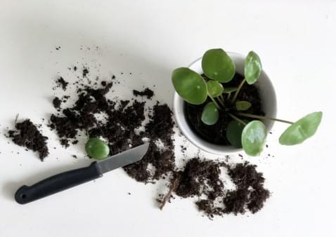 Foto : Groene DIY: deze planten kun je makkelijk zelf stekken