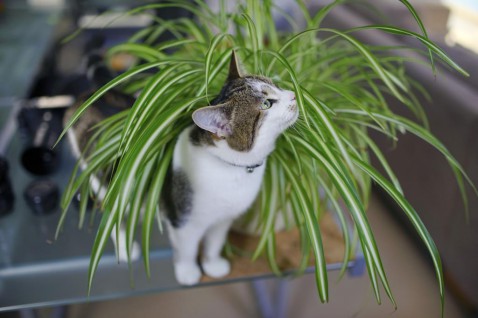 Foto : Deze 6 planten zijn niet giftig voor je kat of hond