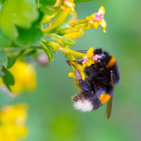 Foto : De verschillen tussen wespen, bijen en hommels: zo herken je ze