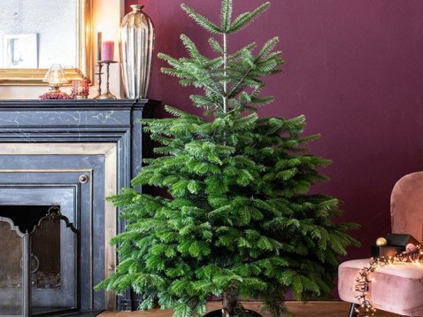 Foto : Tips voor een mooie kerstboom en hoe je hem buiten plant
