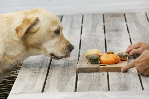 Foto : Gezond snacken voor huisdieren