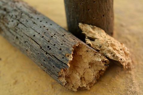 Foto : Hoe kom je van houtworm in je huis af?