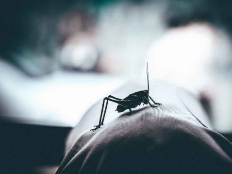 Foto : Verjaag muggen in 3 stappen