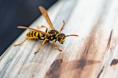 Foto : Wespen verjagen en op afstand houden