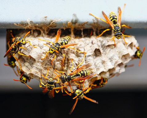 Foto : Neem geen risico met een wespennest