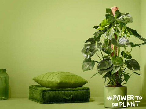 Foto : Pokon lanceert Pokon Powerplanten: planten die appen als ze iets nodig hebben