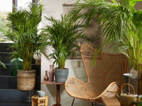 Foto : Hoe planten je interieur gezelliger maken