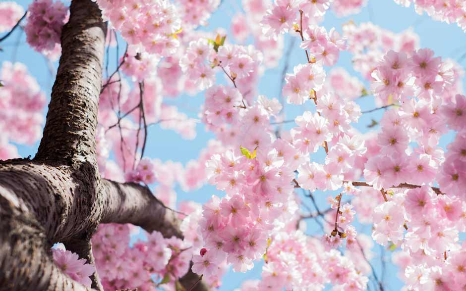 Foto: Bloesem-liefhebbers-opgelet--Dit-zijn-de-bomen-met-de-mooiste-bloesem