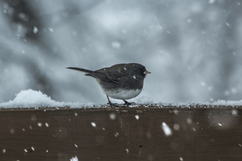 Foto : Op deze manier help je vogels de winter door