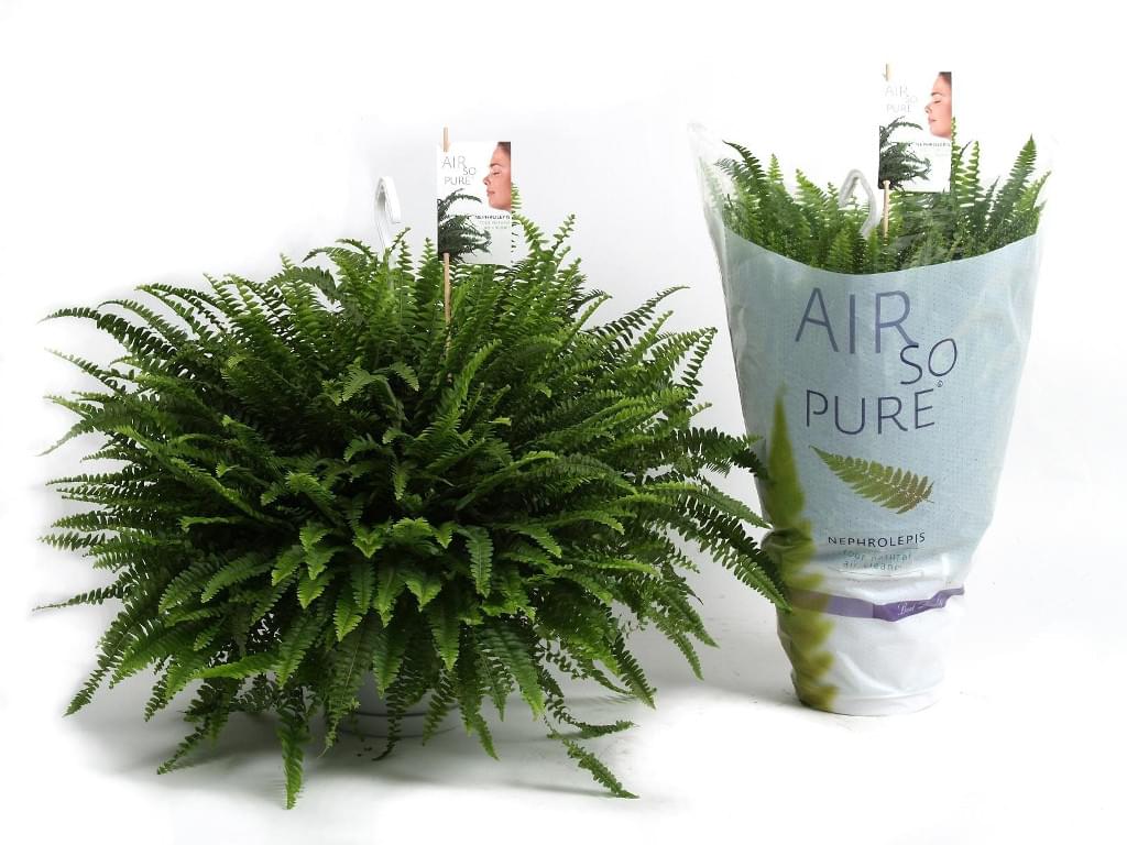 Air So Pure is een merk voor een bijzondere groep kamerplanten. www.floraxchange.nl