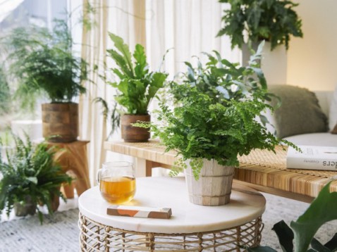 Foto : Ontspannen met kamerplanten