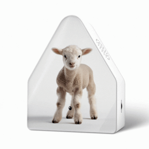 Foto : Limited Edition – Baby Animals