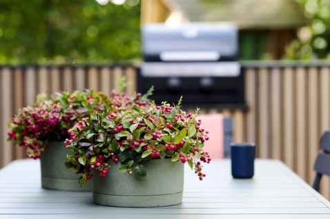 Foto : Oktober ideale planttijd