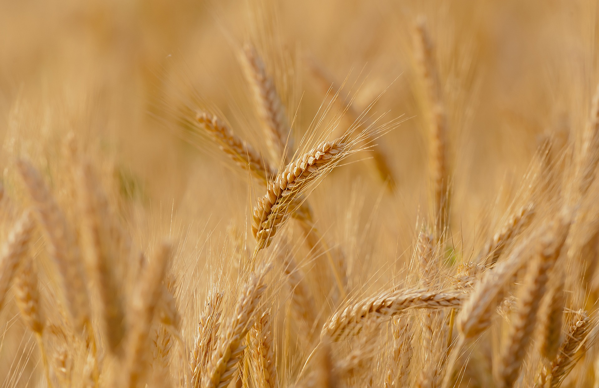 Foto: wheat-3241114_1920.jpg