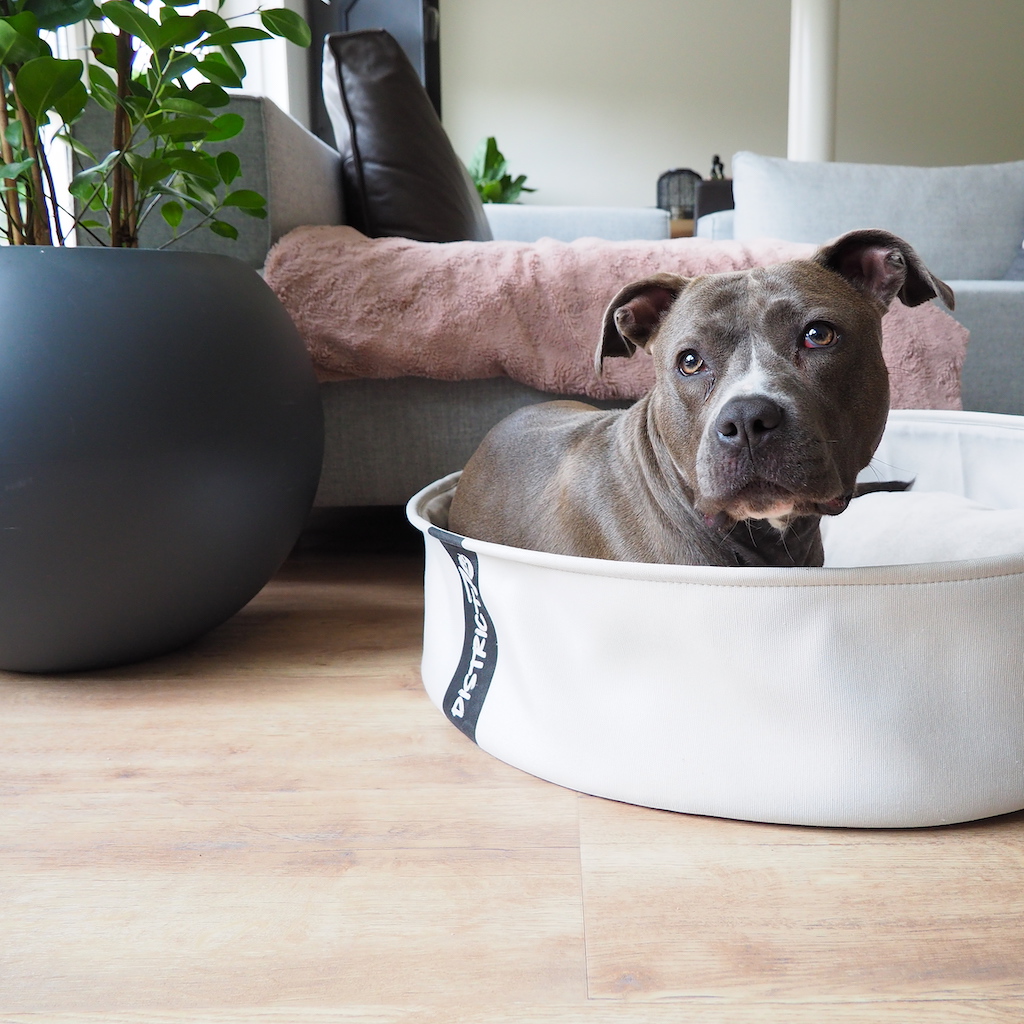 Foto: District 70 huisdier pet hond kat dog cat accessoires LOUNGE4