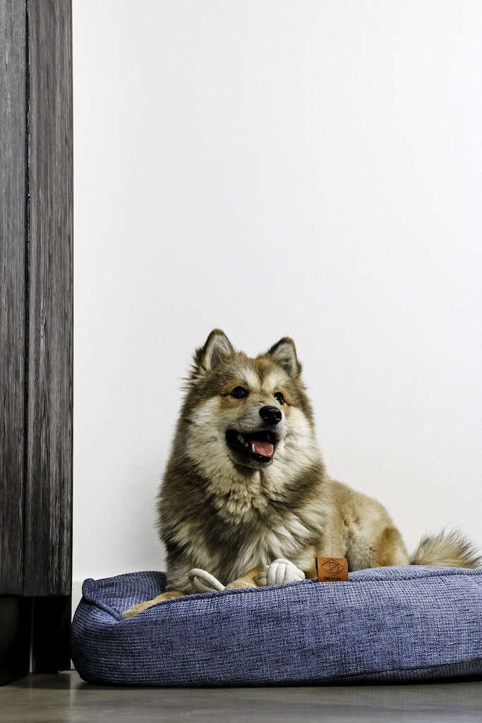 Foto: Home kussen Indy2