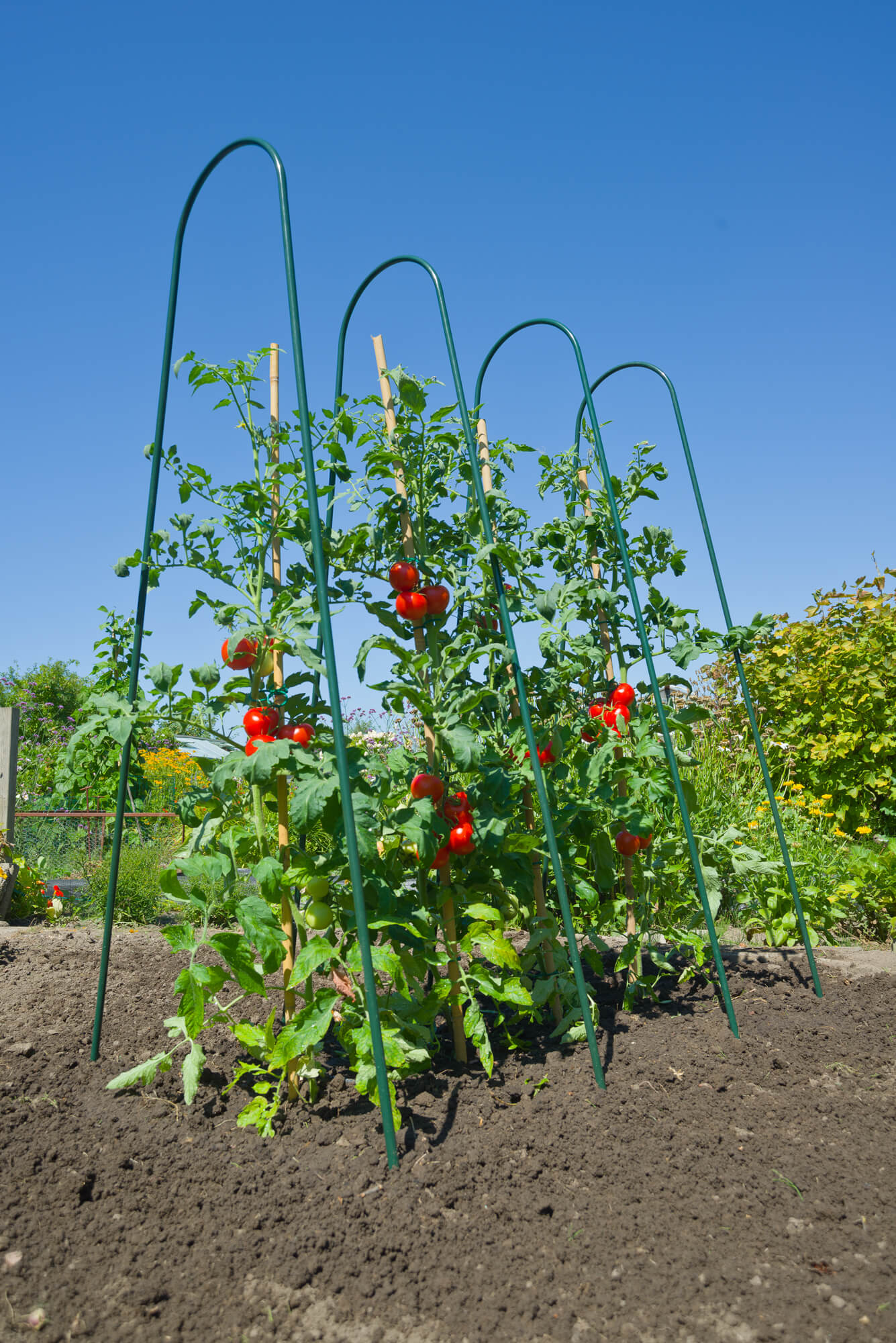 Foto : Nature® Tomaten kweken