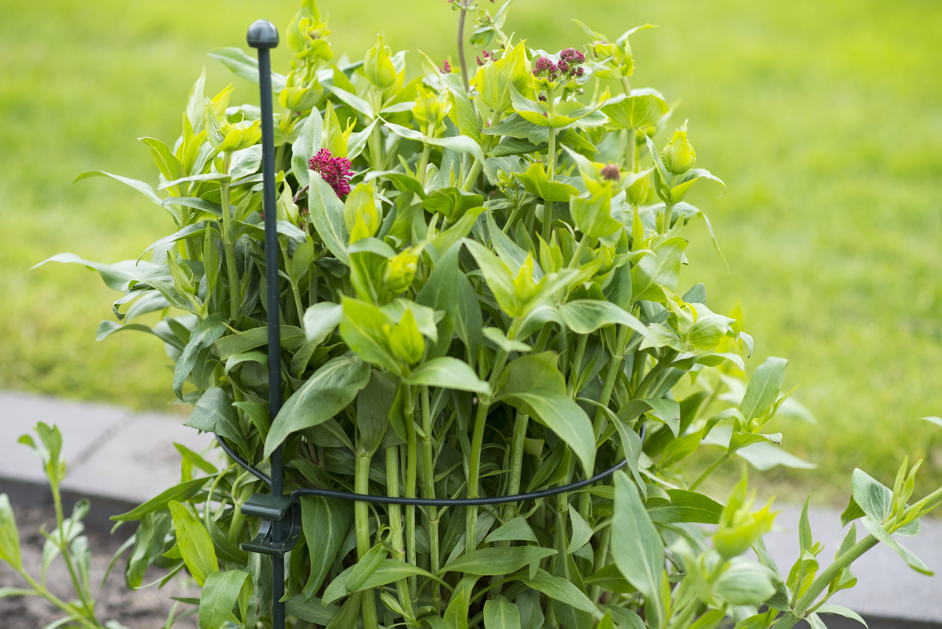 Foto: 8711338403112 S1