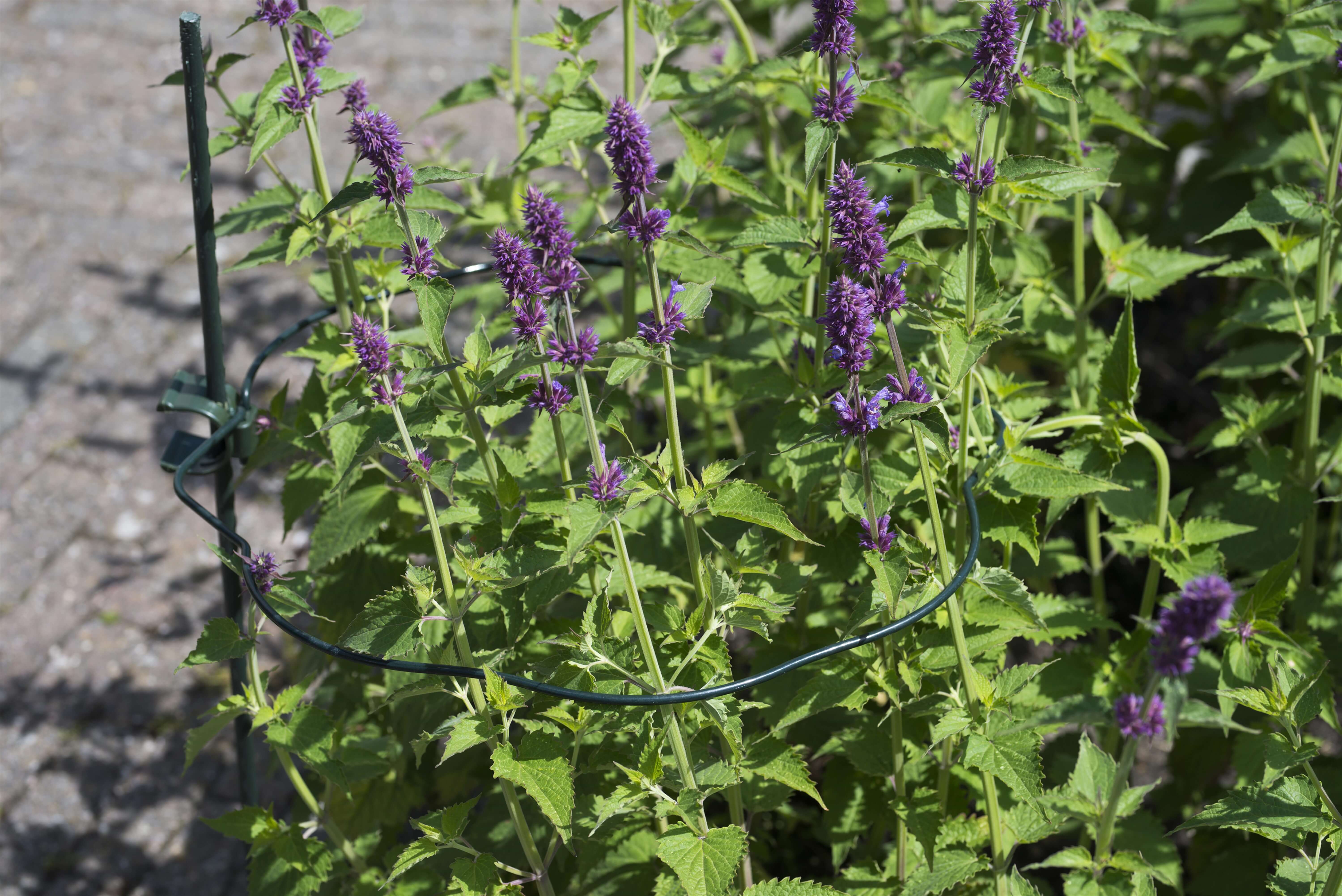 Foto : Nature® Plantondersteuning