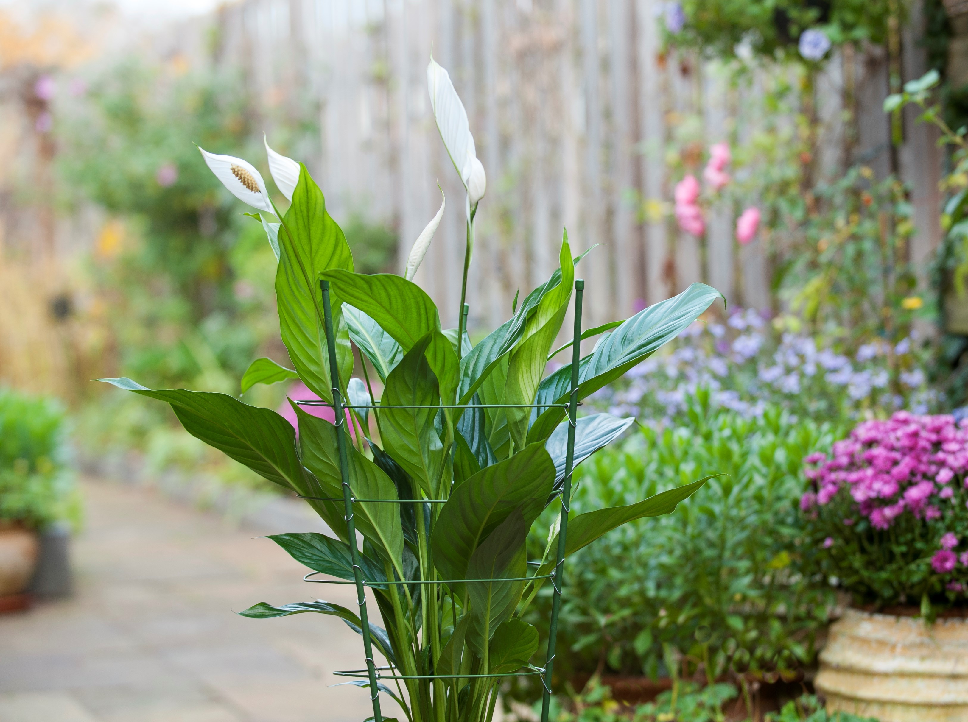 Foto: 8711338403402 S3