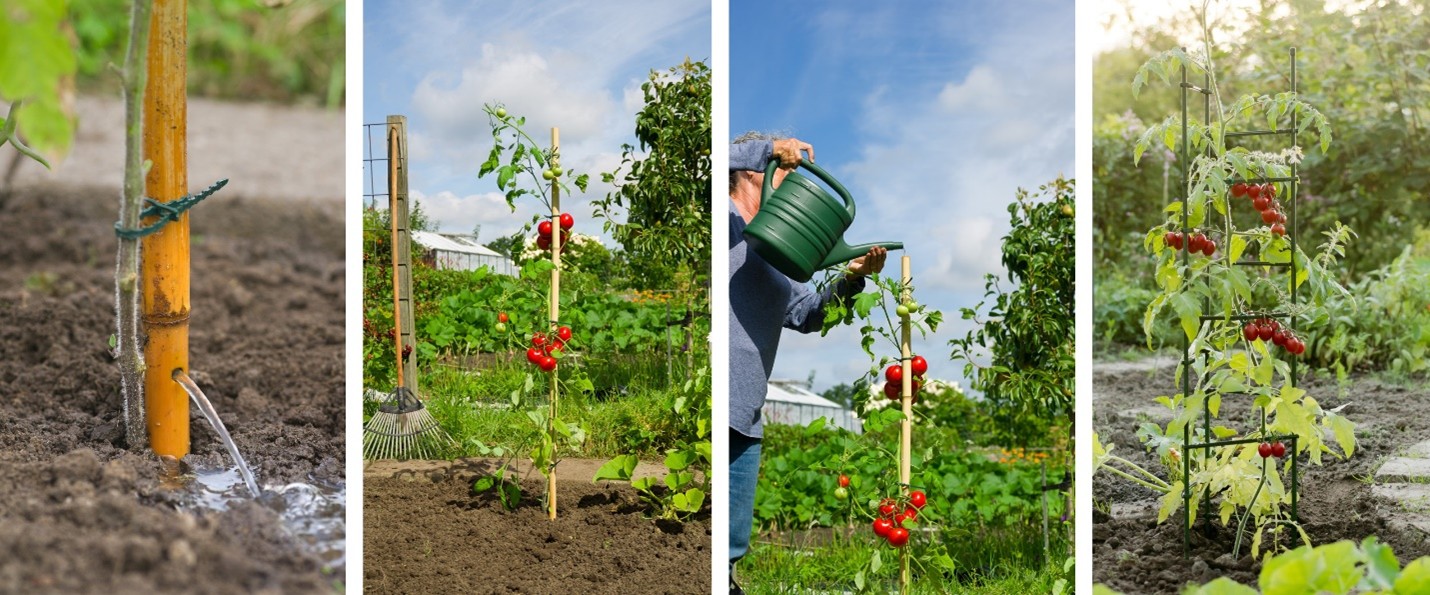 Foto: nature tomaten