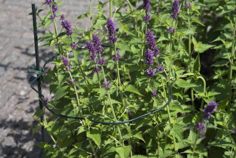 Foto : Nature® Plantondersteuning