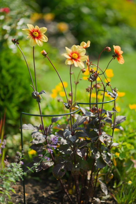 Foto : Nature® Verstelbare plantensteun