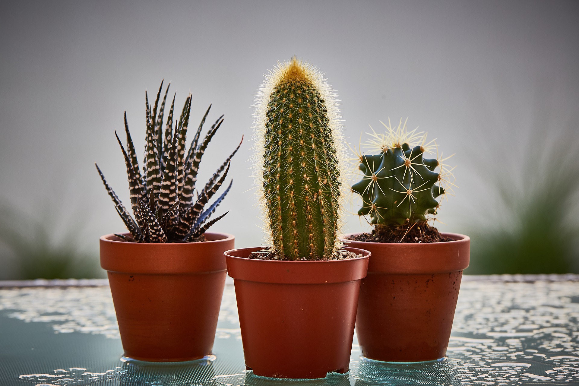 Foto : Plantenvoeding voor cactus en andere kamerplanten