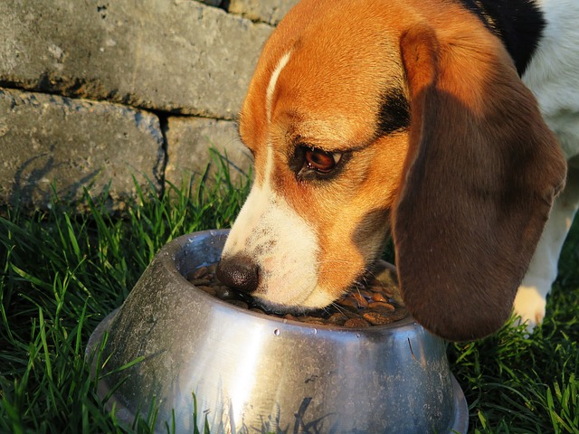 Foto : 5 tips om de vacht van uw hond gezond en glanzend te houden