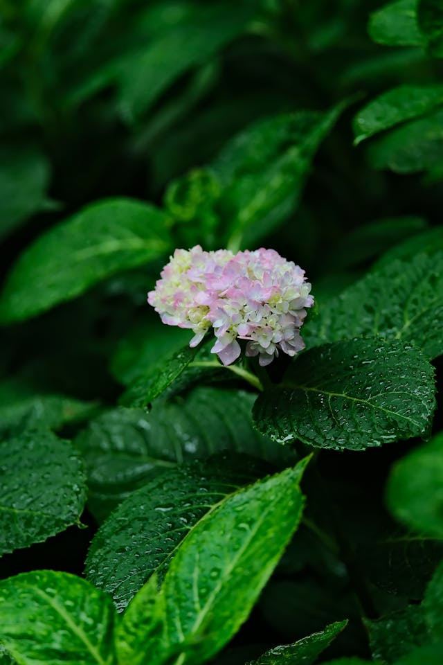Foto : Tuincentra en Van Cranenbroek: Groen, Praktisch en Toegankelijk