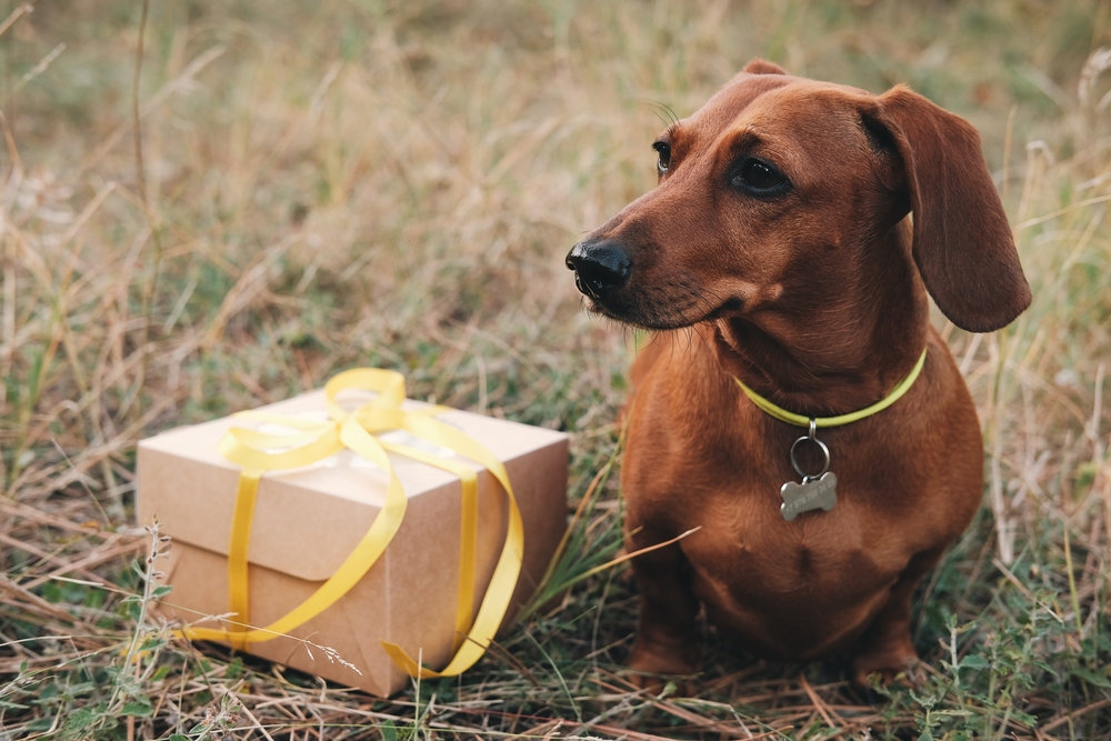 Foto: shutterstock 2045486414