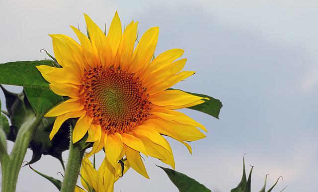 sunflower-4371121_640.jpg