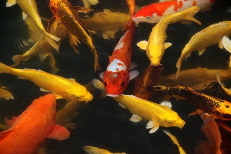 Foto : De perfecte vijver, met meerdere  soorten vissen