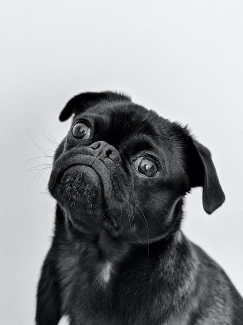 Foto : Goedkoop Hondenvoer: Het Vinden van Betaalbare Opties voor Je Harige Vriend