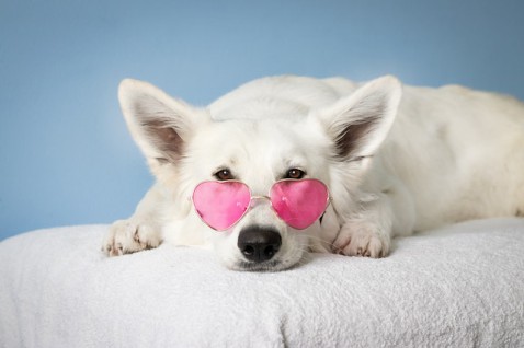 Foto : Kalmeringsmiddel voor Vuurwerkangst bij Honden: Happy One
