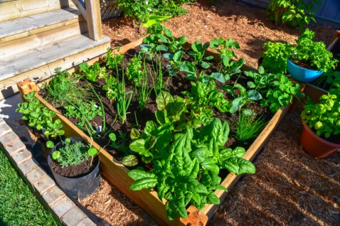 Foto : Is tuinieren gezond voor je?