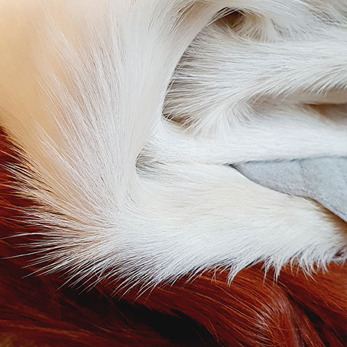 Foto: koeienhuid dierenvel vloerkleed