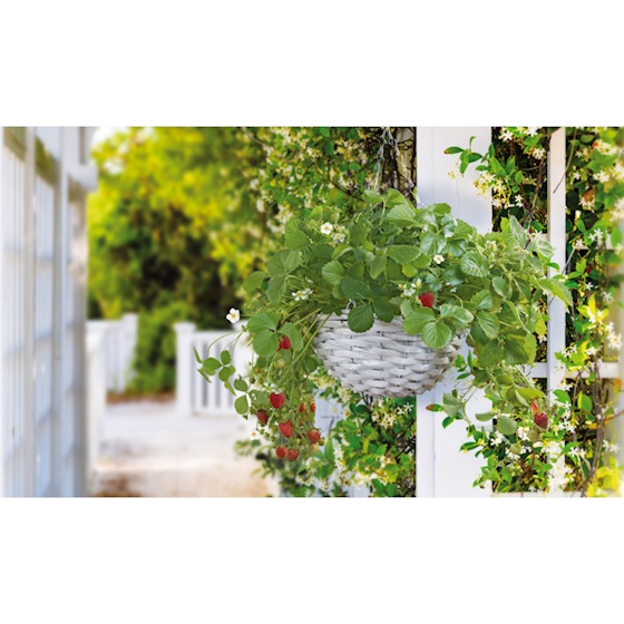 Foto : Hanging Basket Sweet Strawberry