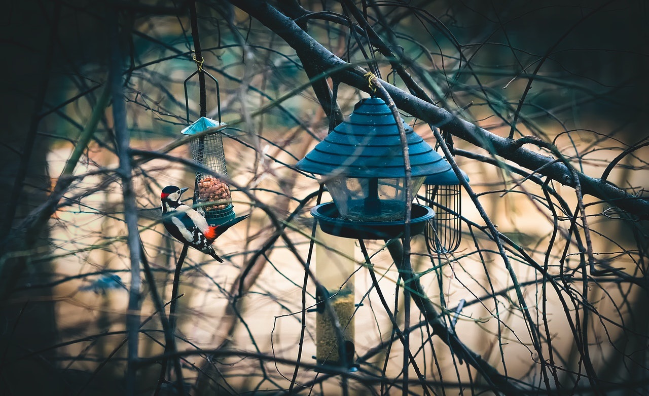 Foto: Vogels voeren in de winter