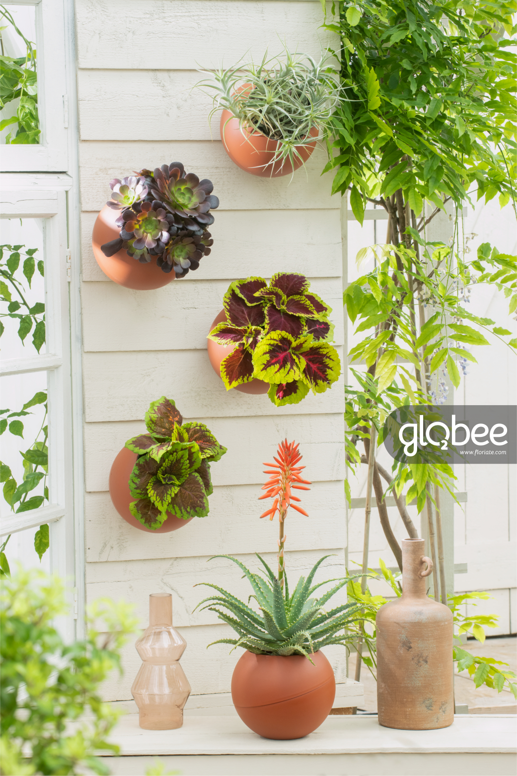 Foto: garden flower 12