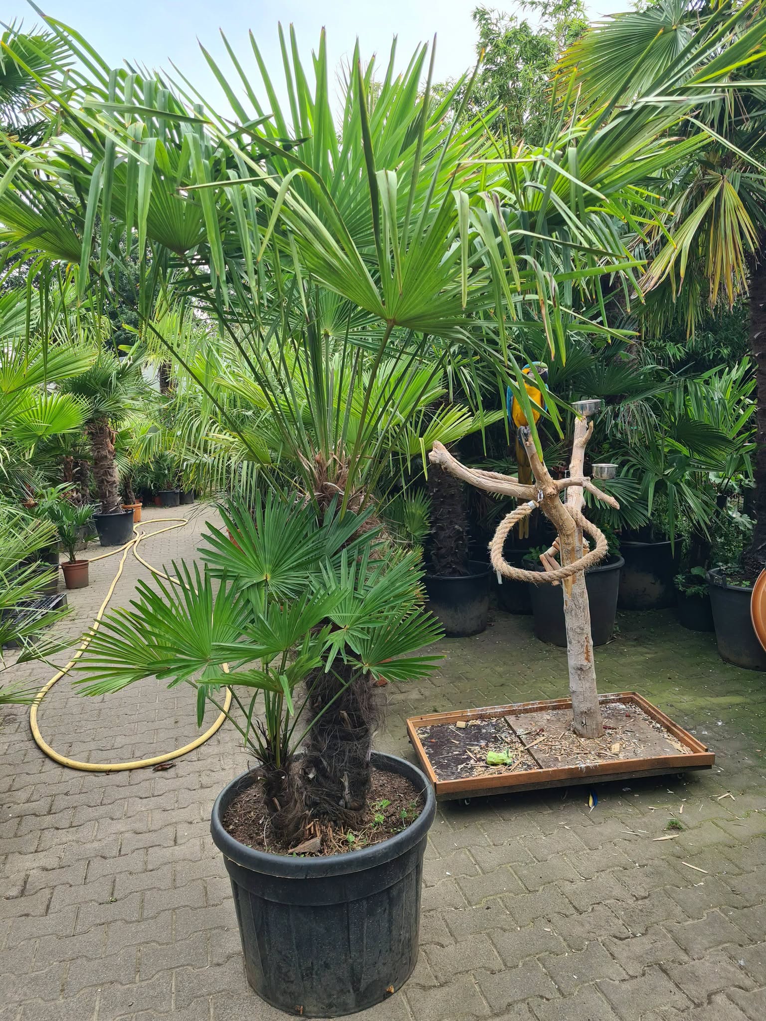 Foto: Trachycarpus fortunei wonen nl
