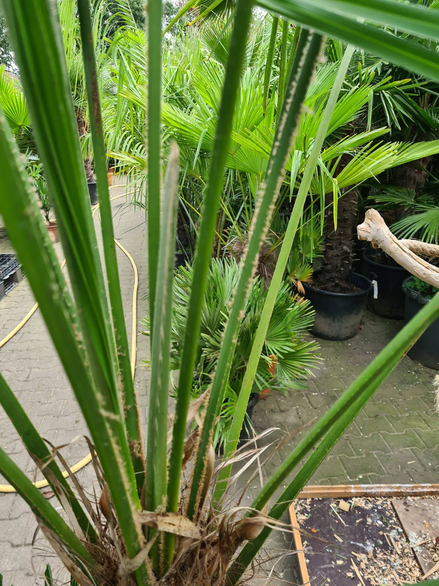 Foto: Trachycarpus fortunei wonen nl wonen