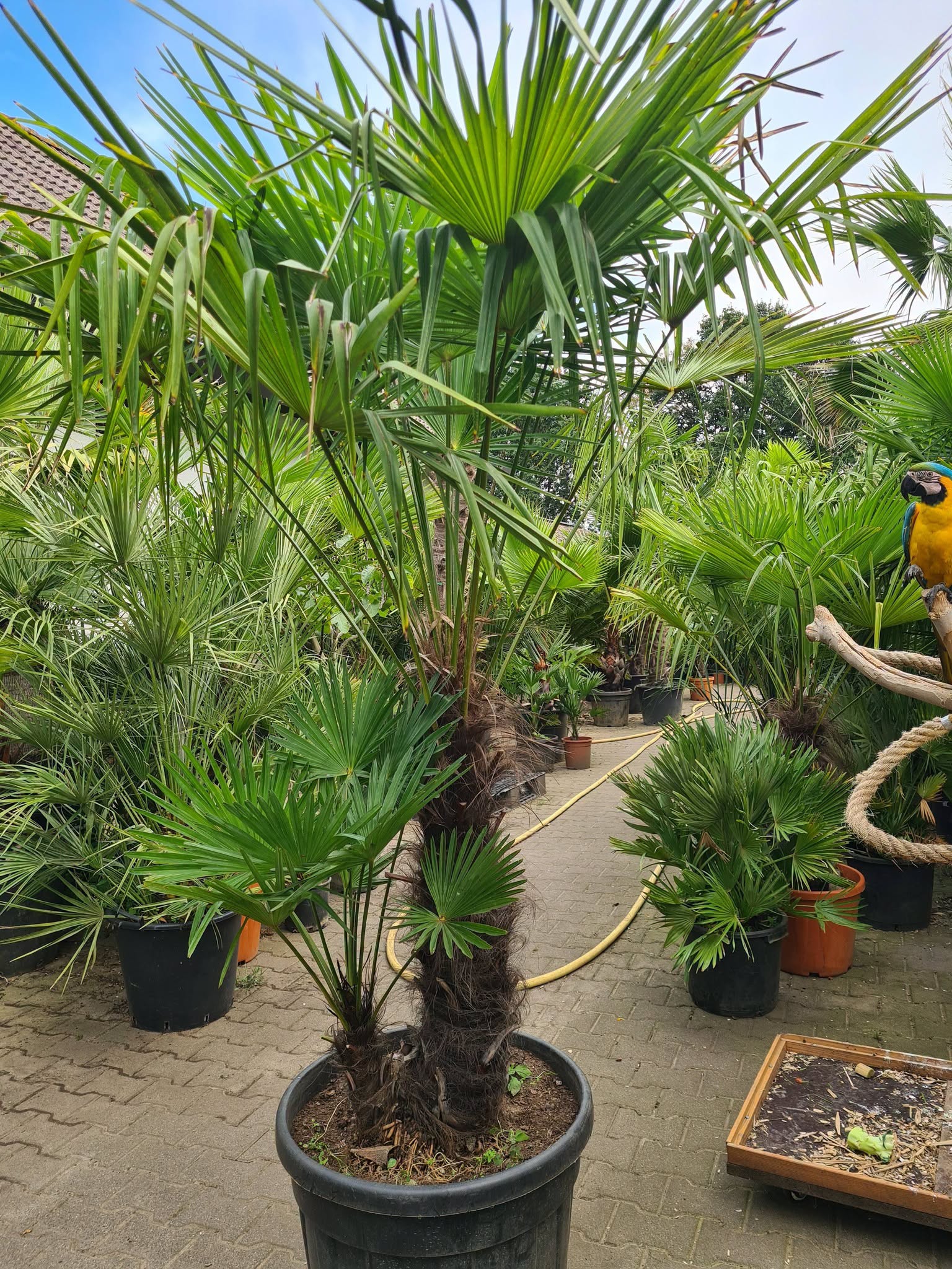 Foto: Trachycarpus fortunei wonennl