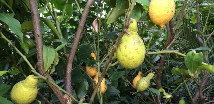 Foto: citroenbomen gs 31