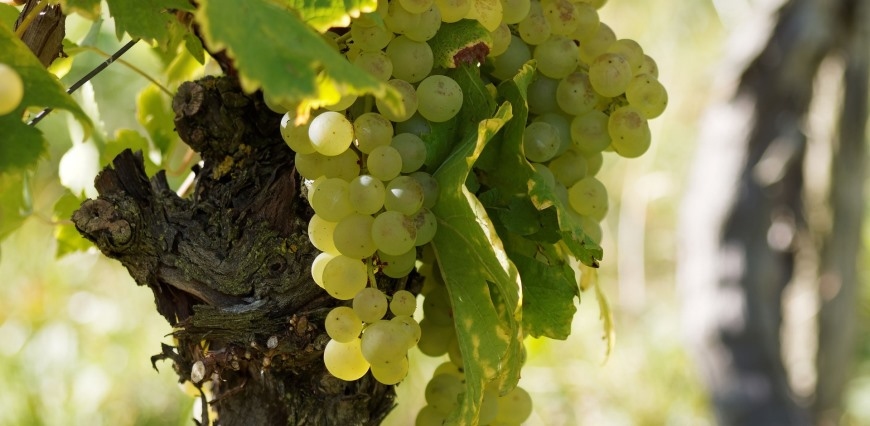 Foto: druivenplanten gs 35