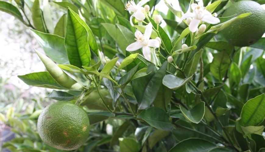 Foto : Citrus- en Fruitplanten voor de Tuin en het Terras