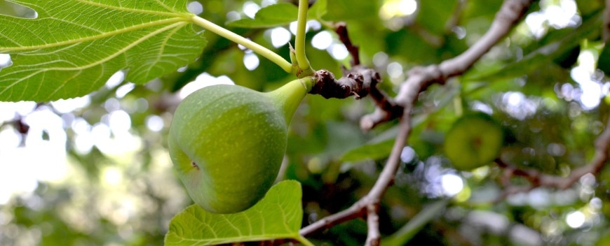 Foto: vijgenbomen gs 36