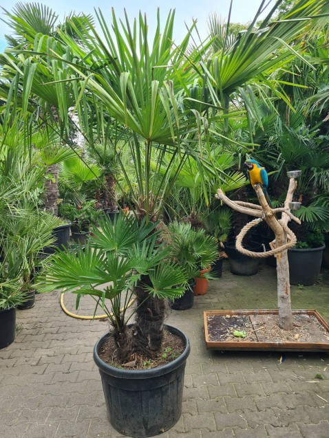 Foto : Unieke dubbelstam palmboom met twee verschillende soorten