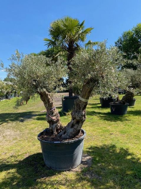 Foto : Olijfbomen in Grote Maten